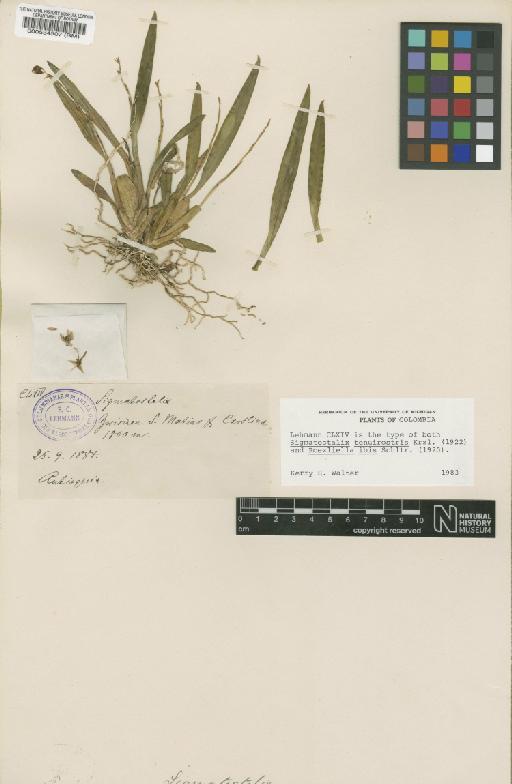 Sigmatostalix tenuirostris Kraenzl. - BM000534507