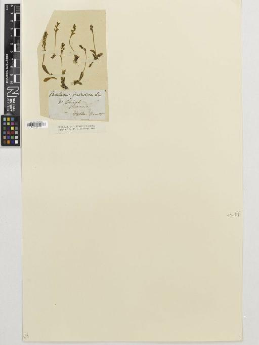 Hammarbya paludosa (L.) Kuntze - BM001081529
