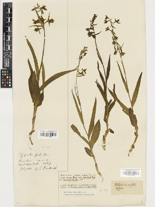 Epipactis palustris (L.) Crantz - BM001116288