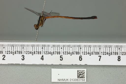 Calicnemia rectangulata Laidlaw, 1932 - 013383758_lateral