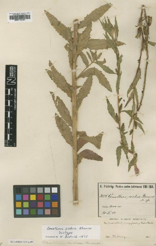 Oenothera scabra K.Krause - BM001008361