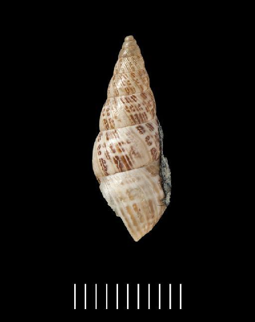 Bulimus dendritis Morelet, 1863 - 1893.2.4.237, LECTOTYPE, Bulimus dendritis Morelet, 1863