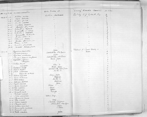 Patella luchuana Pilsbry, 1901 - Zoology Accessions Register: Mollusca: 1906 - 1911: page 41