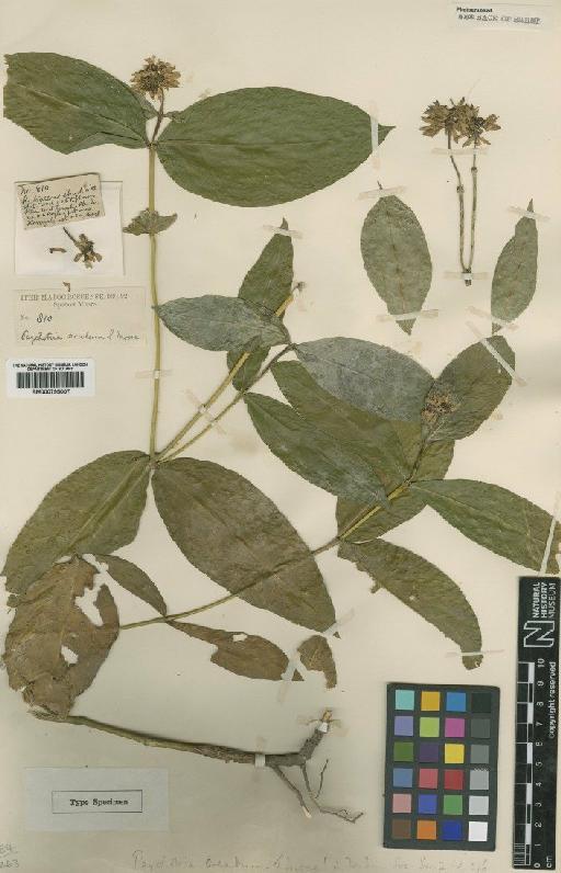 Psychotria oreadum Moore - BM000795007