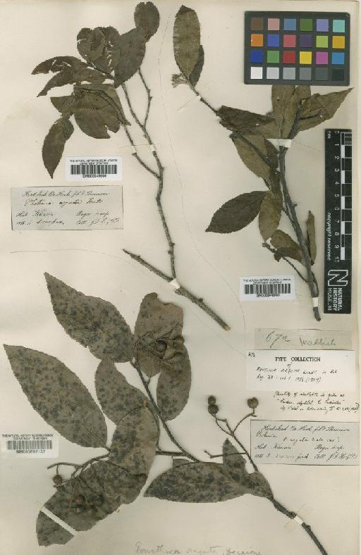 Photinia arguta Lindl. - BM000946990