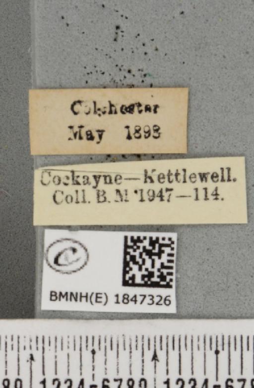 Chiasmia clathrata clathrata ab. demarginata Lempke, 1952 - BMNHE_1847326_label_424119