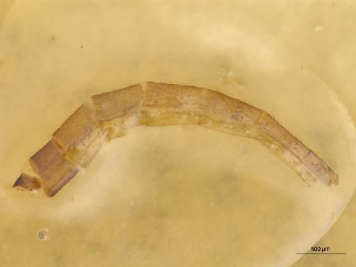 Bolitophila (Cliopisa) modesta Lackschewitz, 1937 - 010210663_Bolitophila_modesta_abdomen