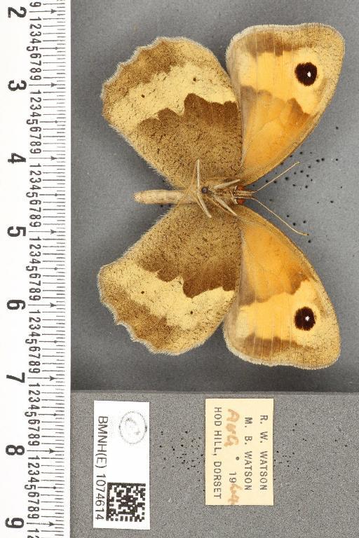 Maniola jurtina insularis ab. antinigromargo Leeds, 1950 - BMNHE_1074614_41362