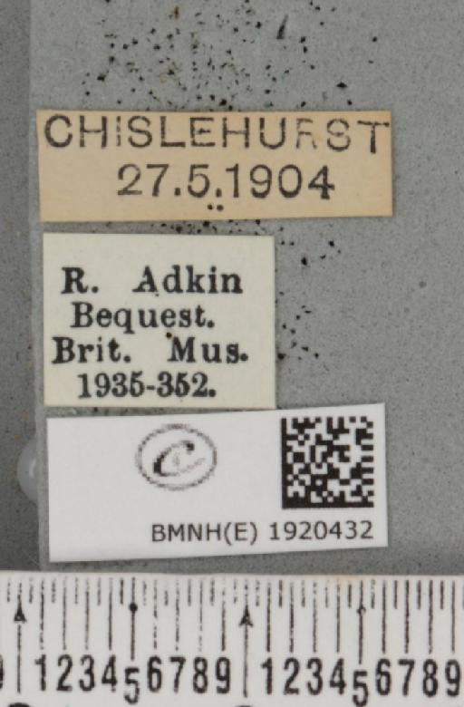 Ematurga atomaria (Linnaeus, 1758) - BMNHE_1920432_label_486306