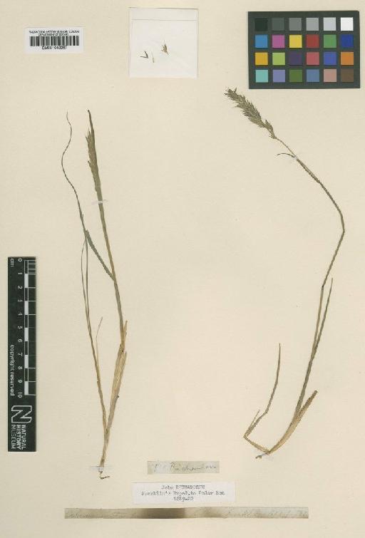 Calamagrostis purpurascens R.Br. - BM001042267