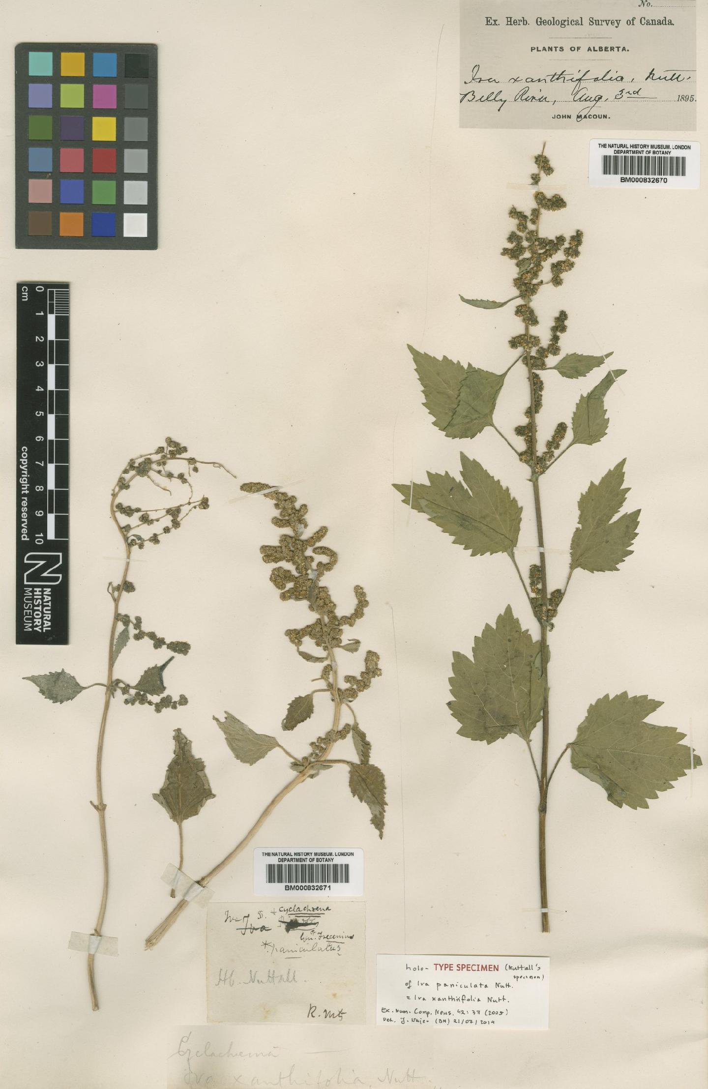 To NHMUK collection (Iva xanthiifolia Nutt; Holotype; NHMUK:ecatalogue:4235618)