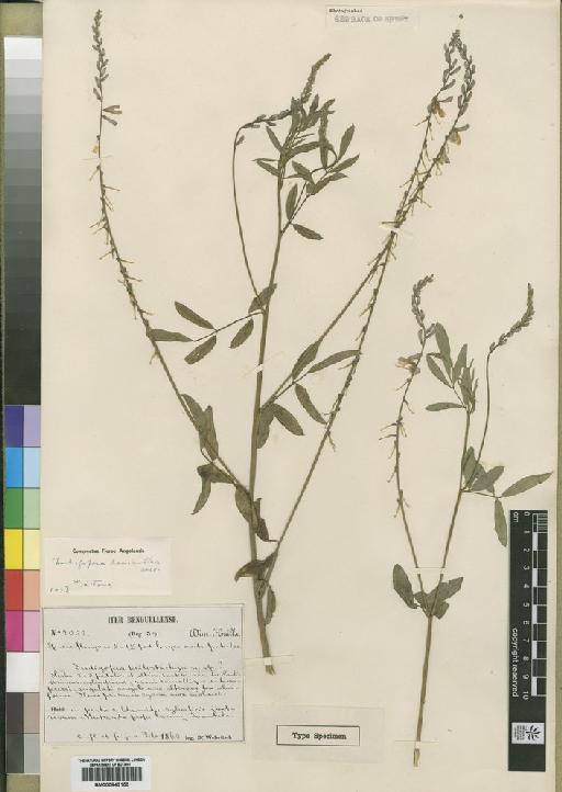 Indigofera lasiantha Desv. - BM000843155