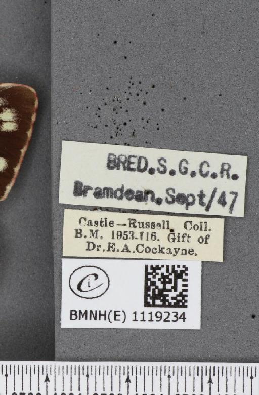 Colias croceus f. helice Hübner, 1779 - BMNHE_1119234_label_75717