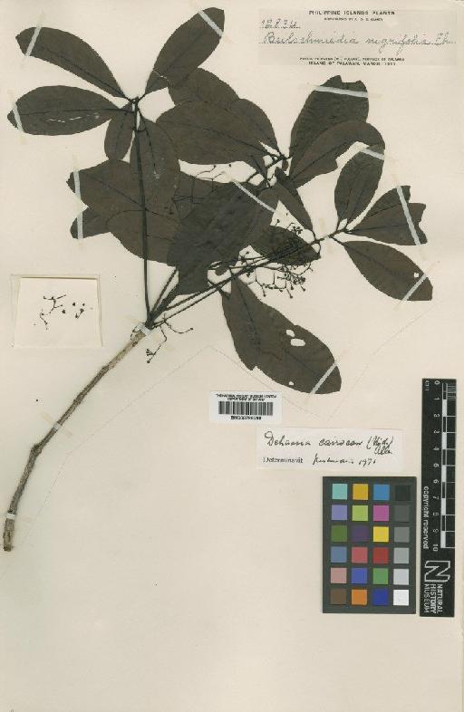 Dehaasia cairocan (Vidal) C.K.Allen - BM000799298