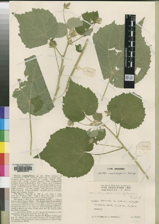 Abutilon englerianum Ulbr - BM000645042