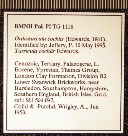 Orthosurcula cochlis (Edwards, 1861) - TG 1118. Turricula (Orthosurcula) cochlis (label 3)