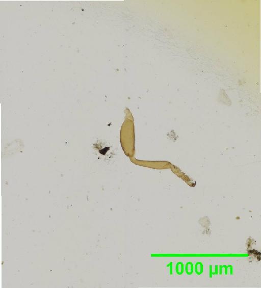 Coenobius Suffrian, 1857 - 010131379__2016_04_14_s07