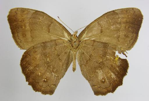 Taygetis zimri Butler, 1869 - BMNH(E)_1267101_Pseudodebis_(Taygetis)_zimri_Butler_T_female_ (3)