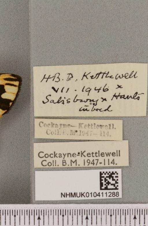 Callimorpha dominula (Linnaeus, 1758) - NHMUK_010411288_label_521118