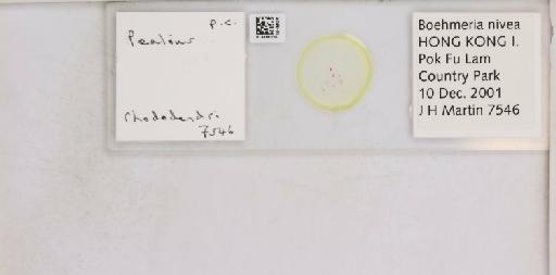 Pealius rhododendrae Takahashi, 1935 - 013488225_117725_1092324_157653_NonType