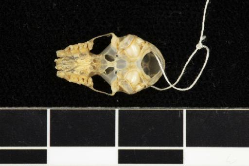 Hipposideros beatus K. Andersen, 1906 - 1900_2_5_45-Hipposideros_beatus-Type-Skull-occlusal