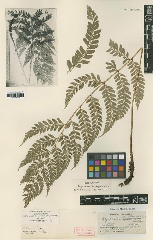 Polystichum punctiferum C.Chr. - BM001048728