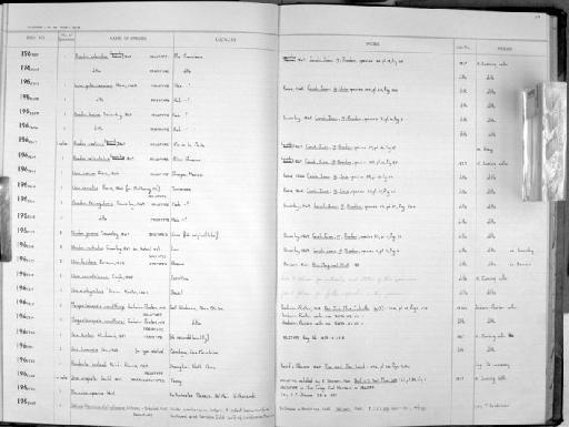 Planorbis riparius subterclass Tectipleura Westerlund, 1865 - Zoology Accessions Register: Mollusca: 1962 - 1969: page 137