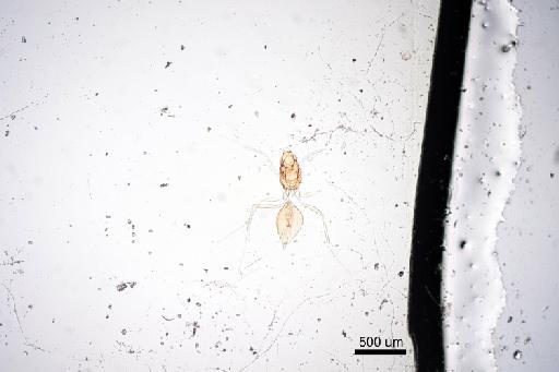 Palaeoneura unimaculatum (Hayat & Anis, 1999) - 010158636_Palaeoneura_unimaculatum_F_HT body x4