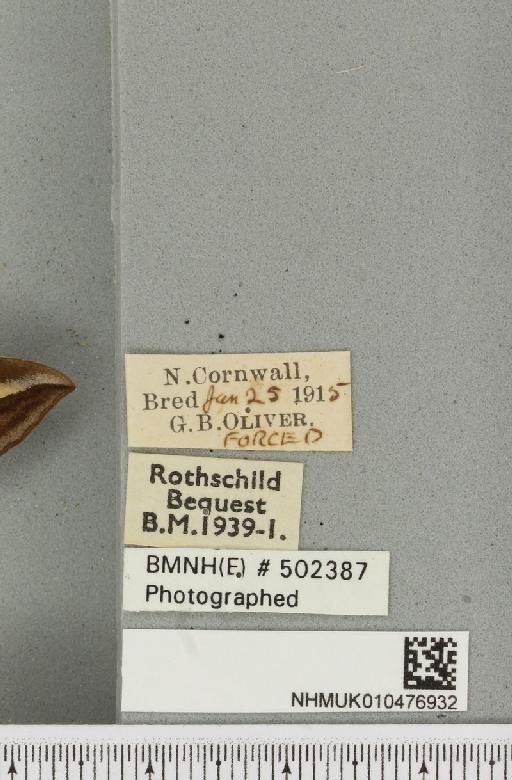 Hyles gallii ab. lata Tutt, 1904 - NHMUK_010476932_label_534562