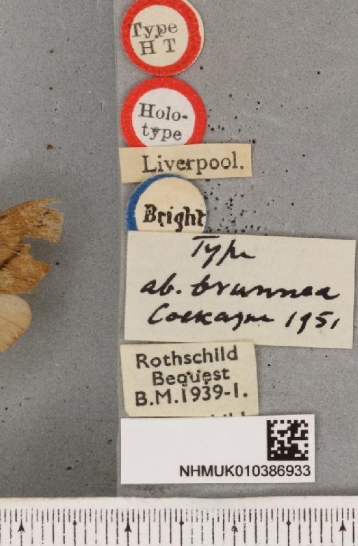 Spilosoma lutea Cockayne, 1951 - NHMUK_010386933_label_506396