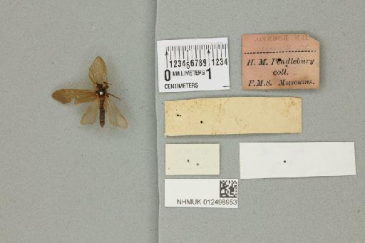 Dipseudopsis infuscata McLachlan, 1875 - 012498953_reverse