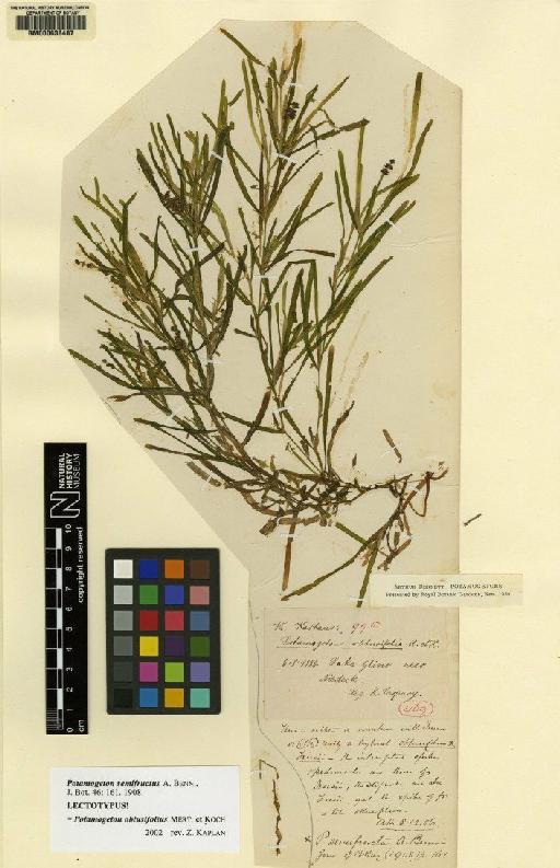 Potamogeton obtusifolius Mert. & W.D.J.Koch - BM000638487