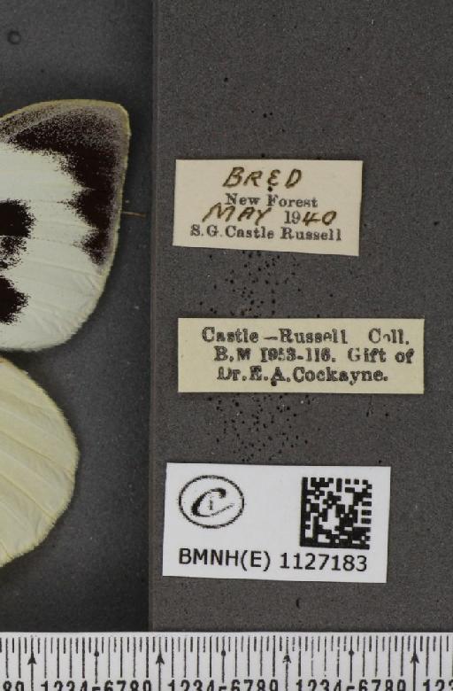 Pieris brassicae ab. maria van Mellaerts, 1926 - BMNHE_1127183_label_84356