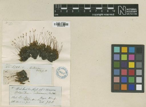Dicranoweisia indica (Wilson) Paris - BM000965748