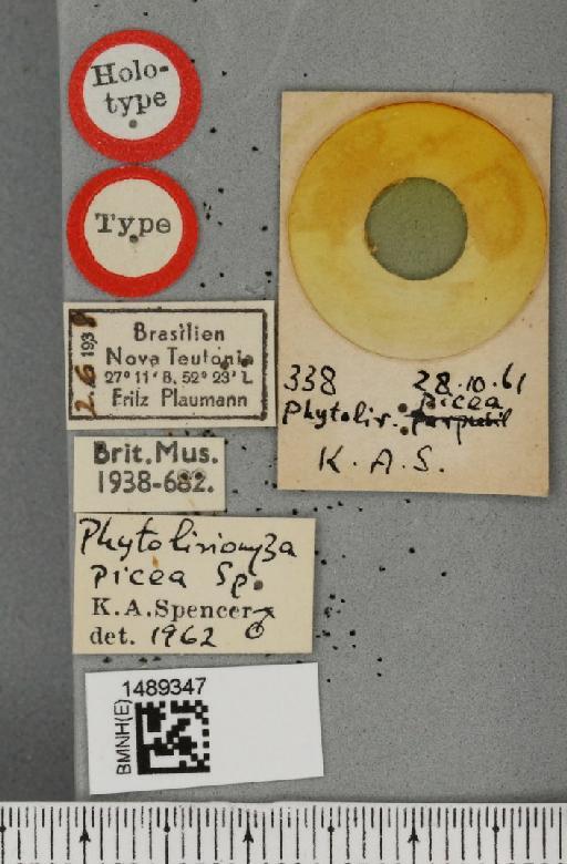 Phytoliriomyza picea Spencer, 1963 - BMNHE_1489347_label_52863