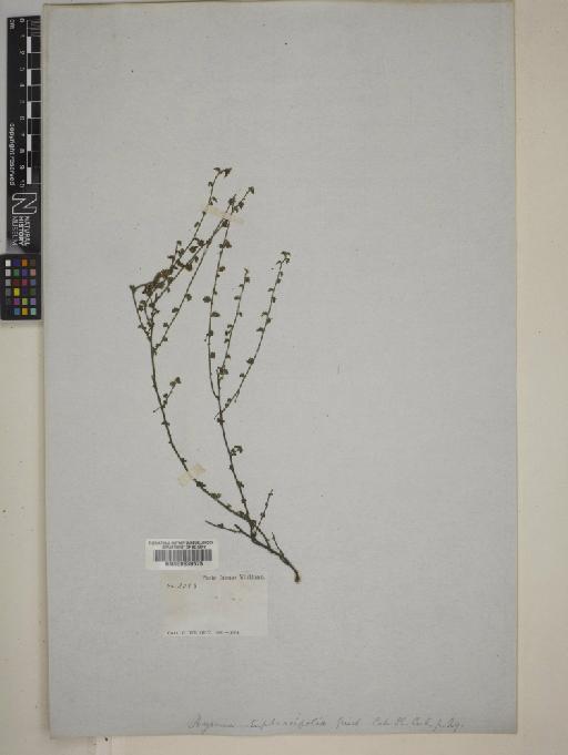 Ayenia euphrasifolia Griseb. - BM000630575