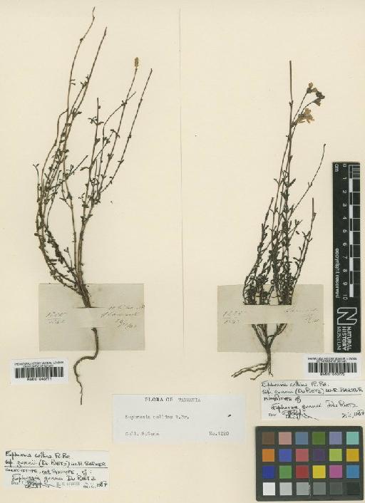 Euphrasia collina subsp. gunnii (Du Rietz) W.R.Barker - BM001040771