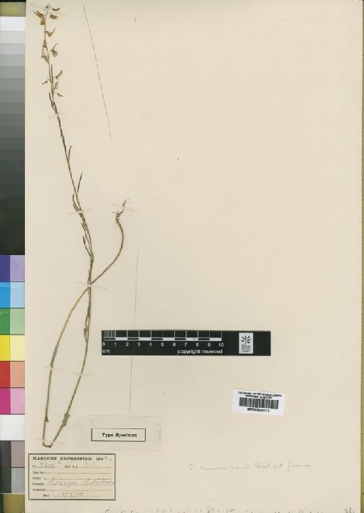 Crotalaria tenuipedicellata Baker f. - BM000843273