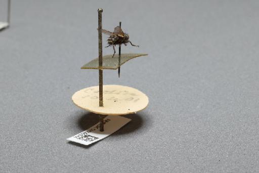 Sarcophaga (Myorhina) nigriventris Meigen, 1826 - 015092544_additional_1