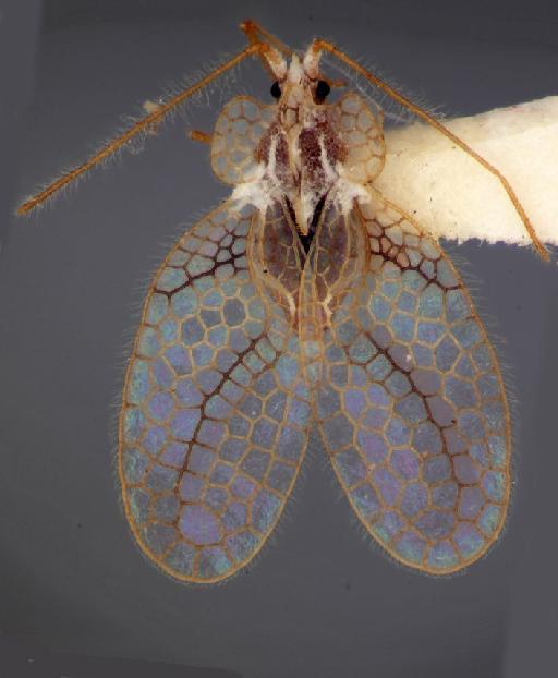 Stephanitis (Stephanitis) farameae Drake & Hambleton, 1935 - Stephanitis farameae-BMNH(E)1266906-Paratype male dorsal