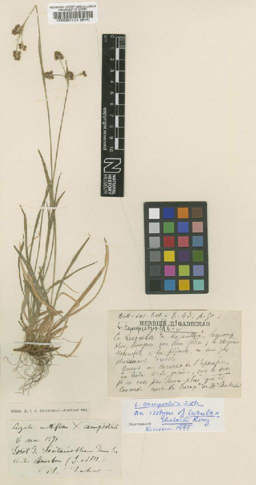 Luzula campestris (L.) DC. - BM000597731