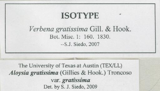Aloysia gratissima (Gillies & Hook.) Tronc. - BM000643772_a
