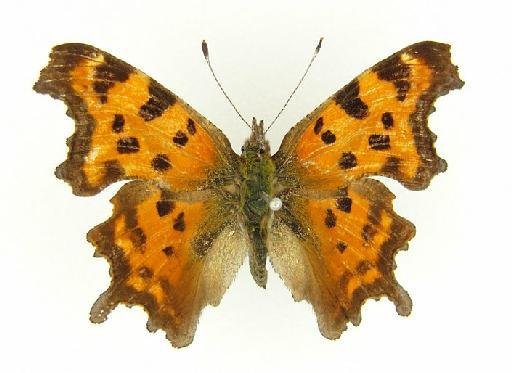 Polygonia tibetana Elwes - Polygonia tibetana (Elwes) type male