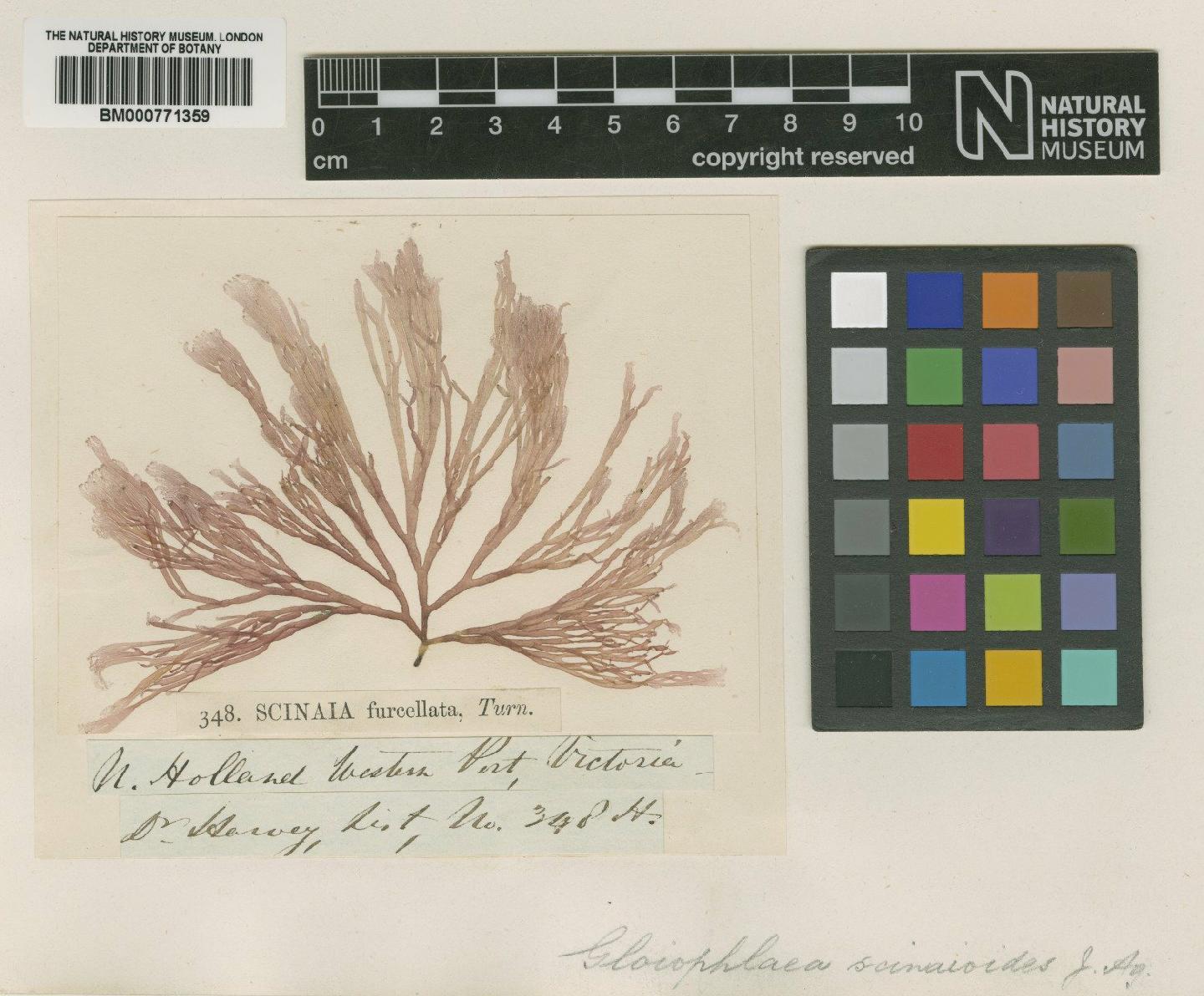 To NHMUK collection (Gloiophloea scinaioides J.Agardh; Isotype; NHMUK:ecatalogue:699206)