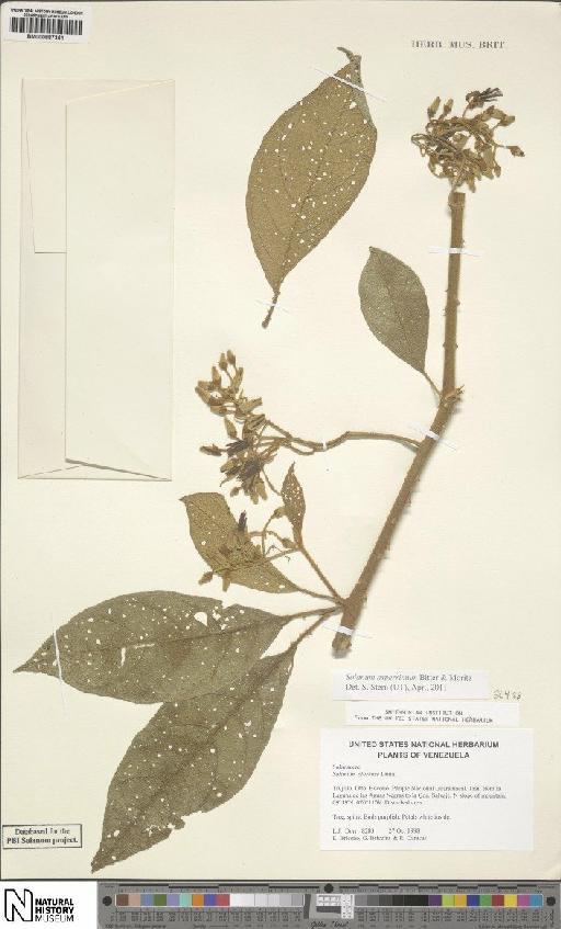 Solanum L. - BM000887361