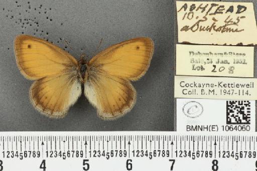 Coenonympha pamphilus ab. latiora Leeds, 1950 - BMNHE_1064060_25236