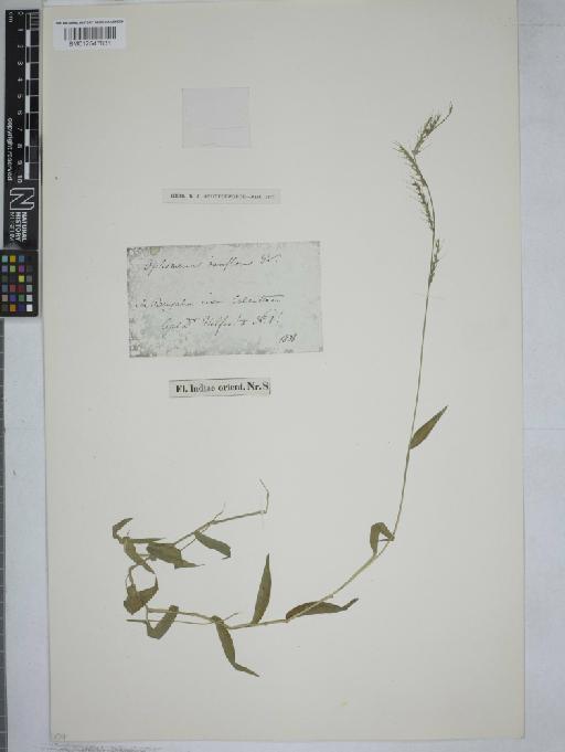 Oplismenus compositus (L.) P.Beauv. - 012547831