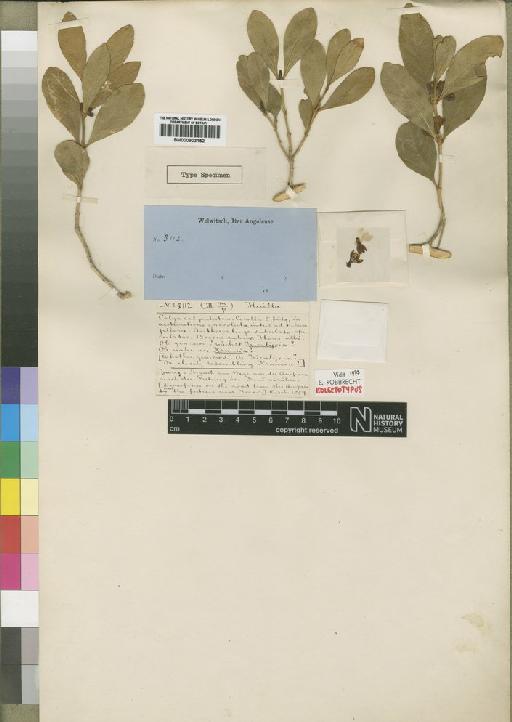 Tricalysia cacondensis Hiern - BM000903152