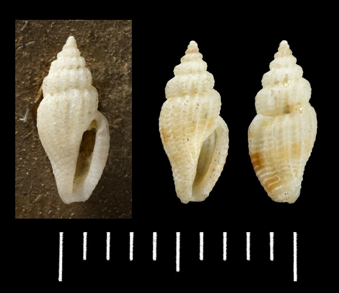 To NHMUK collection (Mangelia dysoni Reeve, 1846; SYNTYPE(S); NHMUK:ecatalogue:8616152)