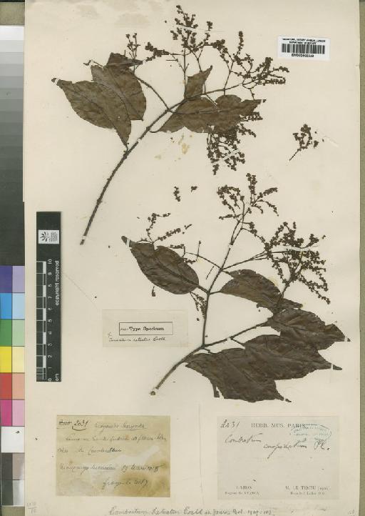 Combretum letestui Exell - BM000902039